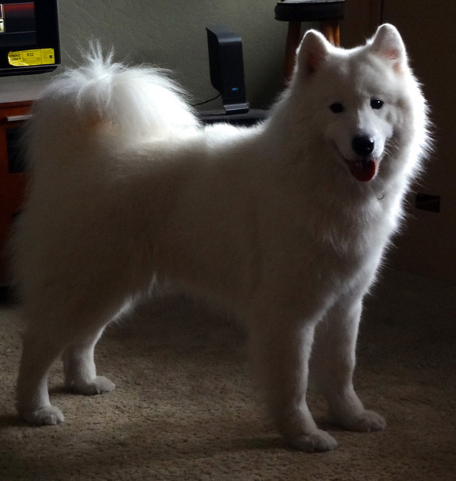 Landmark's Southern Belle Bella at 25 months